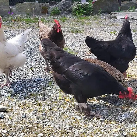 Bo Landlig, Sentralt Utenfor Kemping Bergen